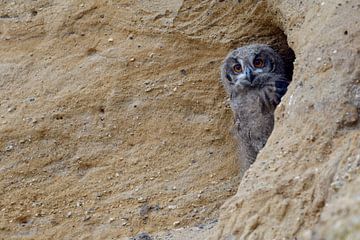 Eurasian Eagle Owl ( Bubo bubo ), young chick, watching out of its nest burrow in a sand pit, wildli van wunderbare Erde
