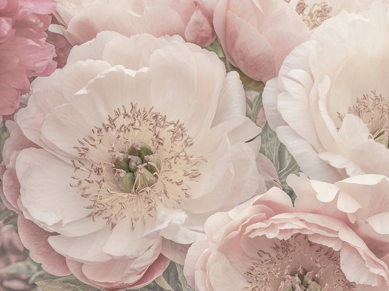 Soft Pastel Peony. 1 by Alie Ekkelenkamp