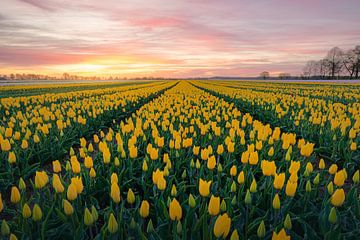 Gele tulpen. van Marco Lok