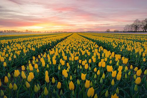 Yellow tulips.