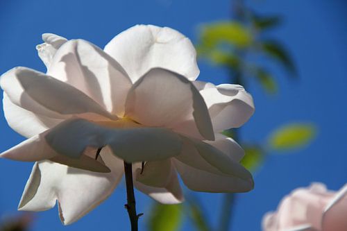 witte roos van onder belicht