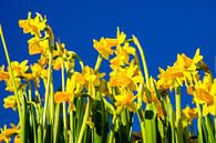 Yellow daffodils by Jan van Broekhoven thumbnail