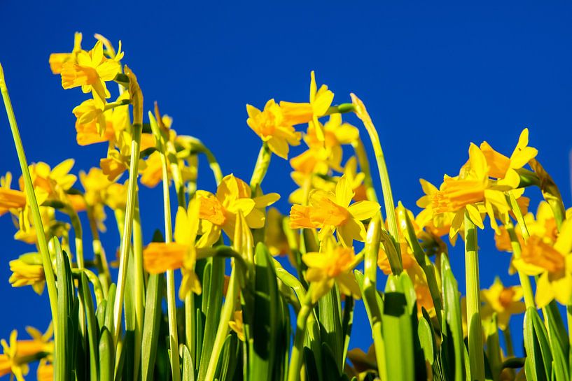 Yellow daffodils by Jan van Broekhoven