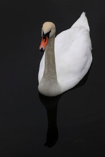 Swan by Thomas Jäger