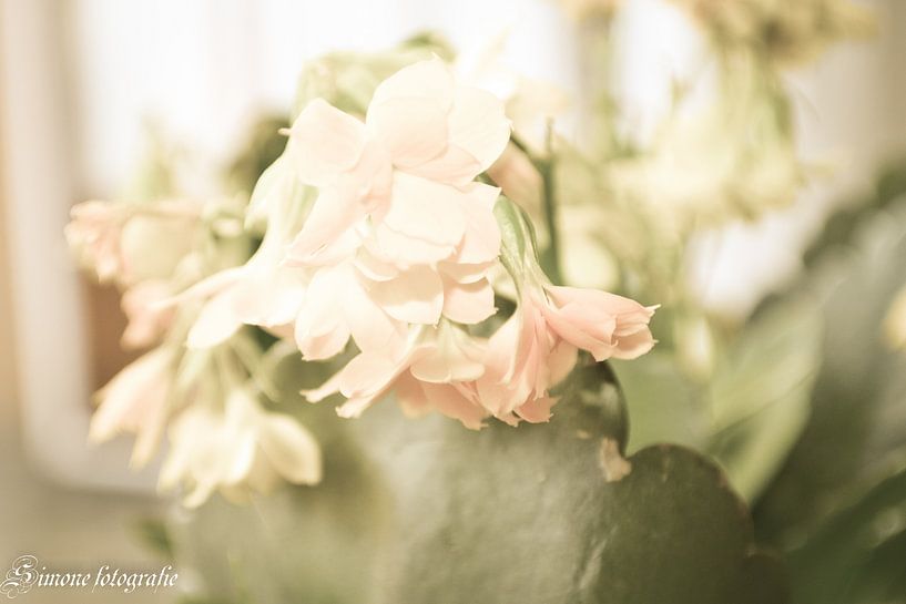 Tranquil flower by Simone van der Heide