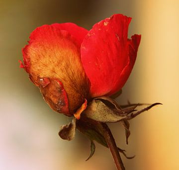 roos... van Kristoff Pletinckx