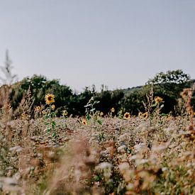Schwedische Landschaft mit Sonnenblumen von Jessie Jansen