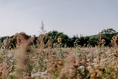 Paysage suédois avec tournesols