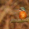 kingfisher by gea strucks