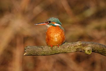 ijsvogel van gea strucks