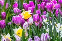 Violette Frühlings Tulpen mit gelben Narzissen