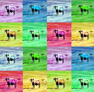 Bunte Quadrate mit Stieren.