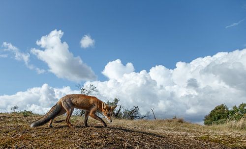 Roter Fuchs von Menno Schaefer