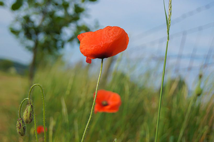 Mohnblume von Niek Traas