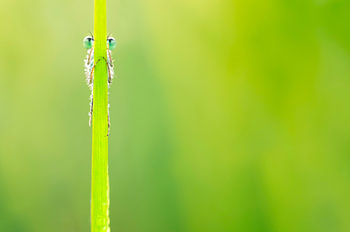 Verstopte waterjuffer