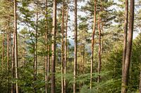 Forêt