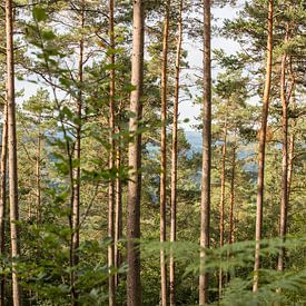 Forêt sur Marinella Geerts