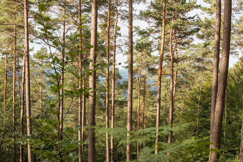 Forêt par Marinella Geerts