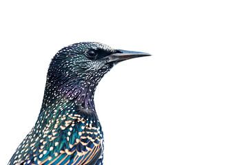 Spreeuwenportret van Danny Slijfer Natuurfotografie