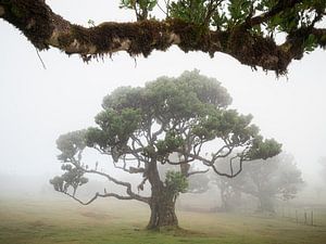 Arbre dans la brume sous une canopée