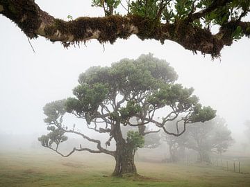 Tree in the mist under a canopy by Erwin Pilon
