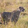 Nahaufnahme eines schönen Geparden ( Cheetah ) in Afrika von Chi