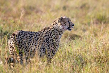 Nahaufnahme eines schönen Geparden ( Cheetah ) in Afrika