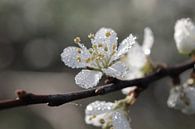 Dew Covered Blackthorn Blossom by Imladris Images thumbnail
