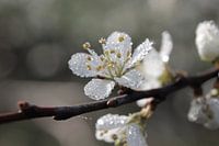 Dew Covered Blackthorn Blossom