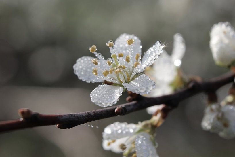 Dew Covered Blackthorn Blossom by Imladris Images