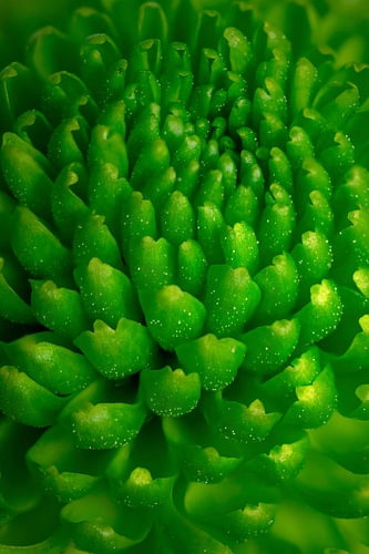 Abstrakte Groene Chrysant Bloemblaadjes Macro