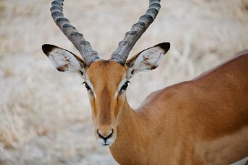 Impala in het Tarangire national park | Reisfotografie Tanzania | Wildlife | Wall art | Fine art pri van Alblasfotografie