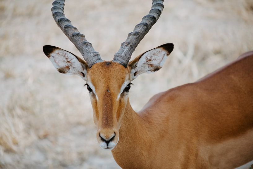 Impala dans le parc national du Tarangire | Photographie de voyage Tanzanie | Faune sauvage | Art mu par Alblasfotografie