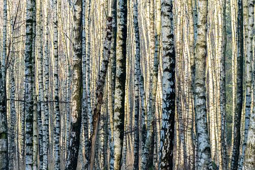 Nahaufnahme Birkenwald. von Albert Beukhof