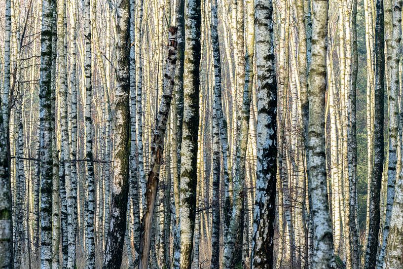 Gros plan sur une forêt de bouleaux. par Albert Beukhof