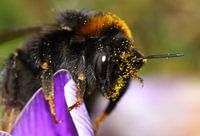Bumble bee