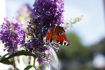 Vlinder op paarse bloem van Erik Koks
