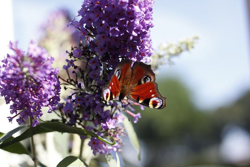 Vlinder op paarse bloem by Erik Koks