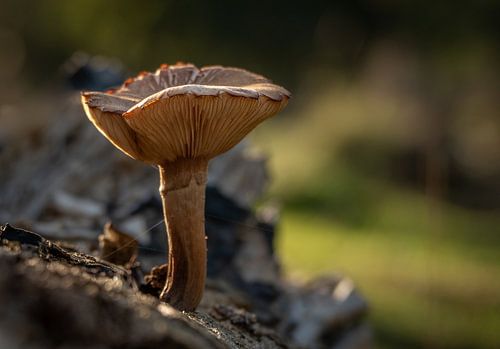 Champignon au soleil de l'après-midi