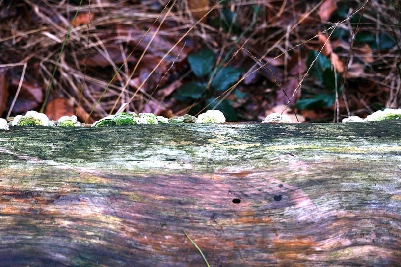 Paddestoelen op een liggende boom van Idema Media