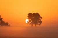 Sonne hinter dem Baum im Polder