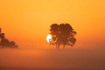 Sun behind the tree in the polder