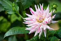 Exotische Blume