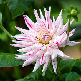 Exotische bloem van Colin Eusman