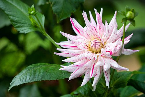 Exotische Blume