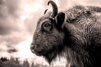 Ursprüngliche Sepia 6