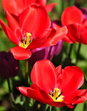 Rode lente tulpen van Corinne Welp