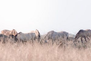 Konik-Pferde in den Oostvaardersplassen | Reisefotografie-Druck | Niederlande