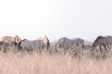 Chevaux Konik dans les Oostvaardersplassen | photographie de voyage imprimée | Pays-Bas