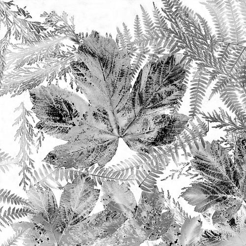 Silberne Blätter von Brombeere und Farn